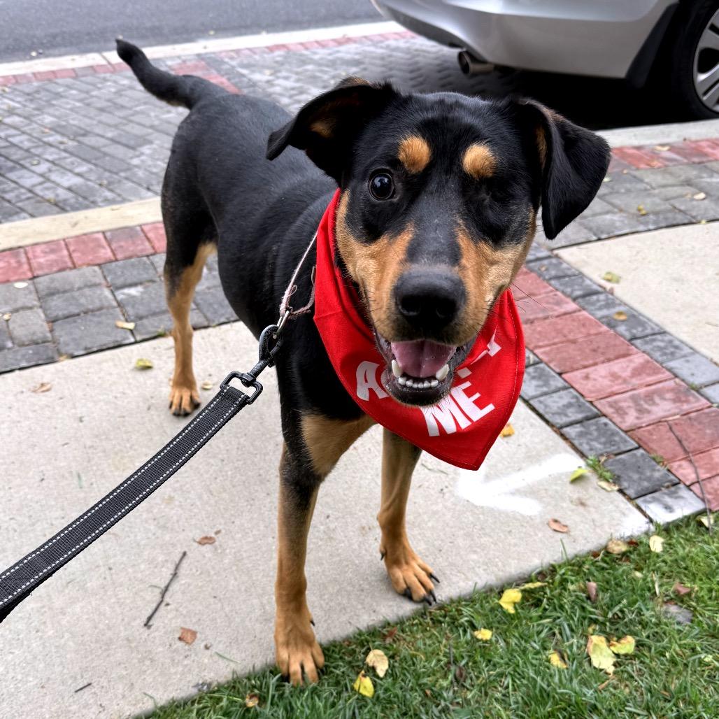 Reba (Visually Impaired), a Adoptable Mixed Breed in Gettysburg, PA image 2/6