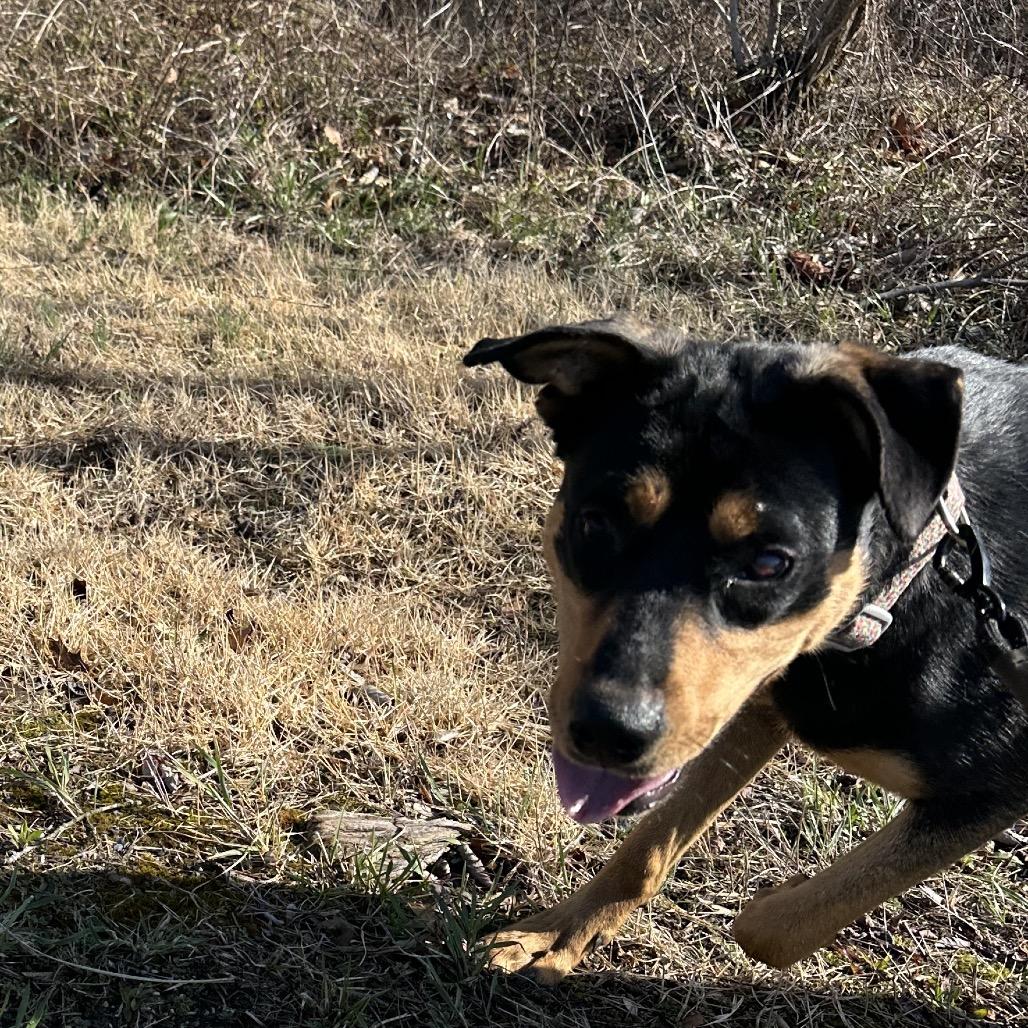 Enlarge Reba (Special Needs-Blind), a Adoptable Mixed Breed in Alexandria, VA image 5/6