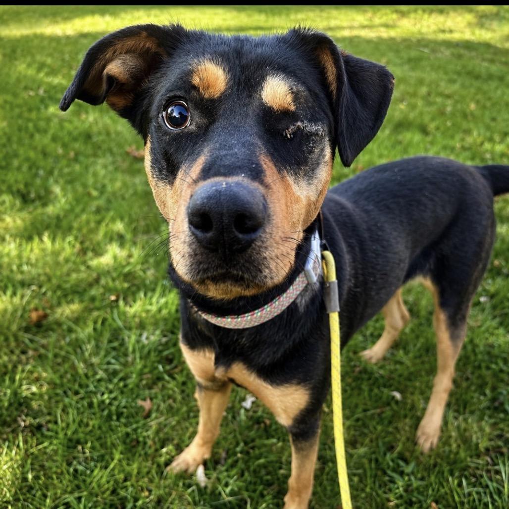 Enlarge Reba (Special Needs-Blind), a Adoptable Mixed Breed in Alexandria, VA image 6/6