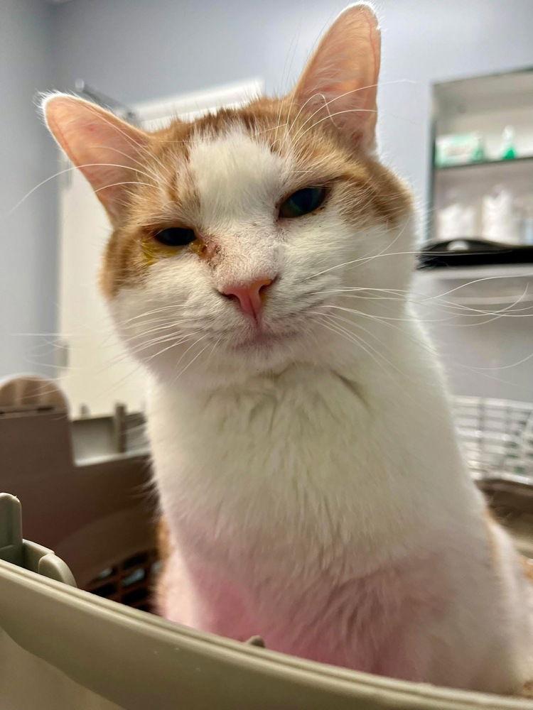 Tater, Adoptable, Young Male Domestic Short Hair & Domestic Short Hair.