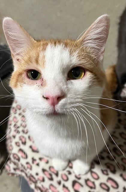 Enlarge Tater, a Adoptable mixed breed in O'Fallon, MO image 2/2