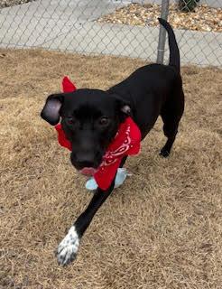 Enlarge Stella, a ADOPTABLE mixed breed in Little Rock, AR image 1/4