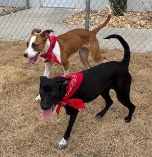 Enlarge Stella, a ADOPTABLE mixed breed in Little Rock, AR image 4/4