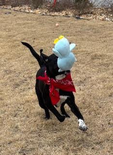 Enlarge Stella, a ADOPTABLE mixed breed in Little Rock, AR image 3/4