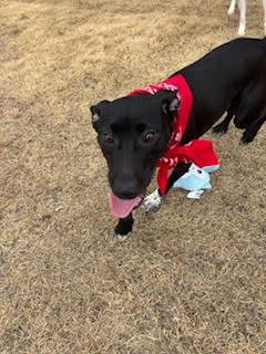 Enlarge Stella, a ADOPTABLE mixed breed in Little Rock, AR image 2/4