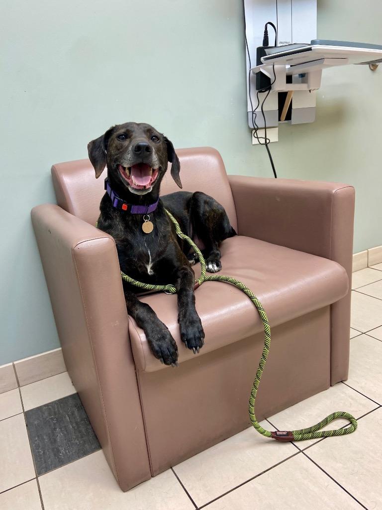 Zorro, Adoptable, Adult Male Plott Hound.