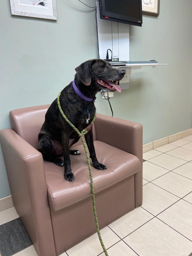 Enlarge Zorro, a Adoptable Plott Hound in Hampton, VA image 2/2