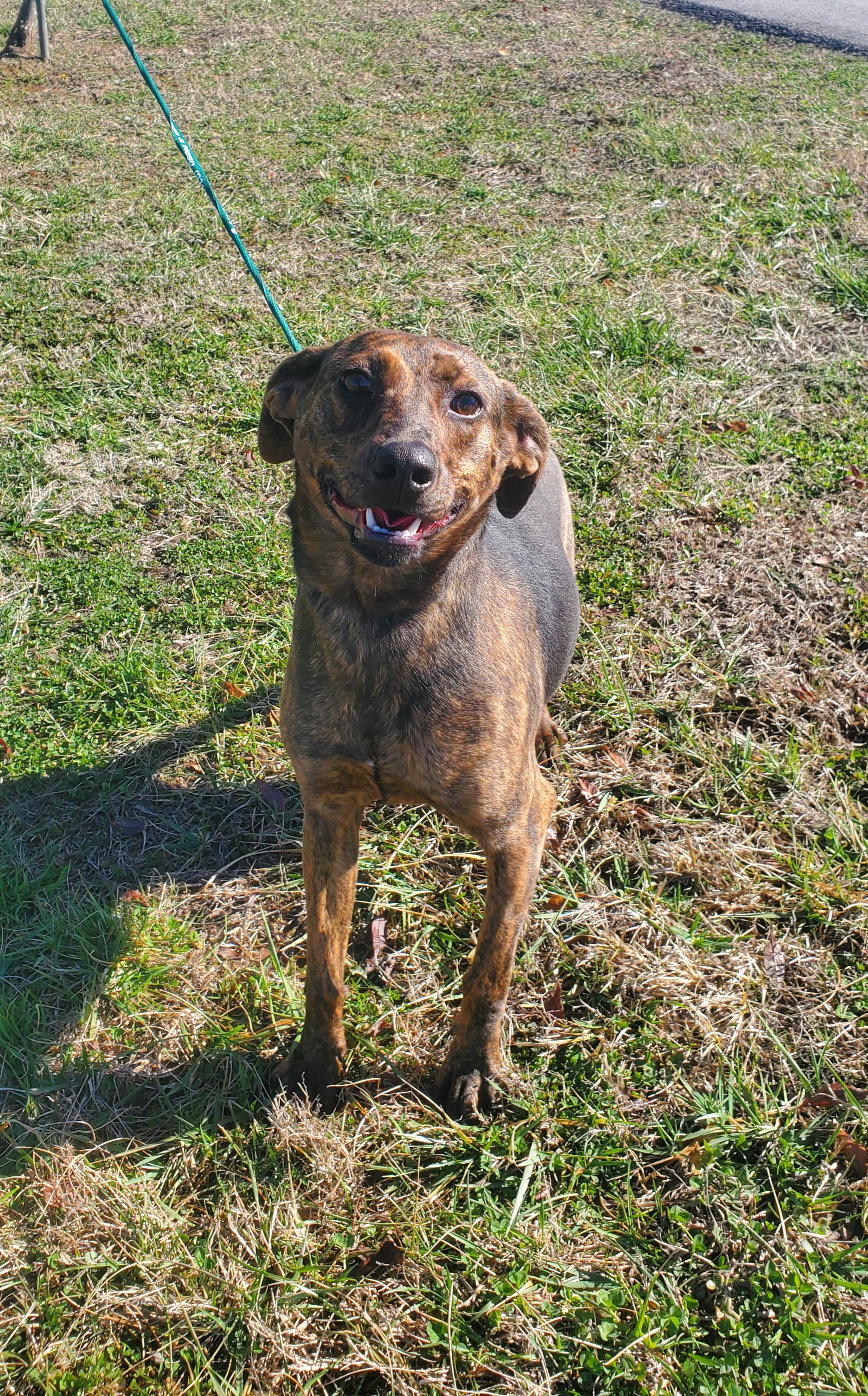 Asha, Adult Female Mountain Cur