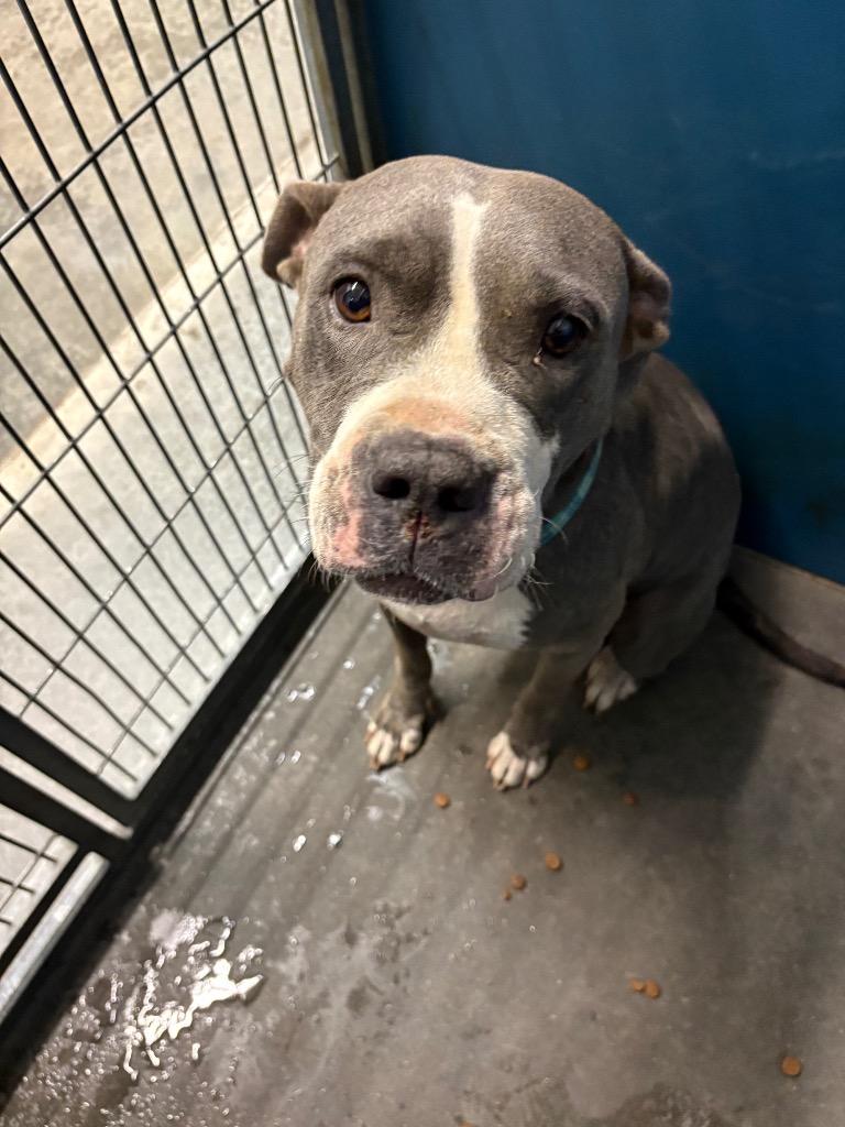 Fannie, Adoptable, Young Female Mixed Breed.