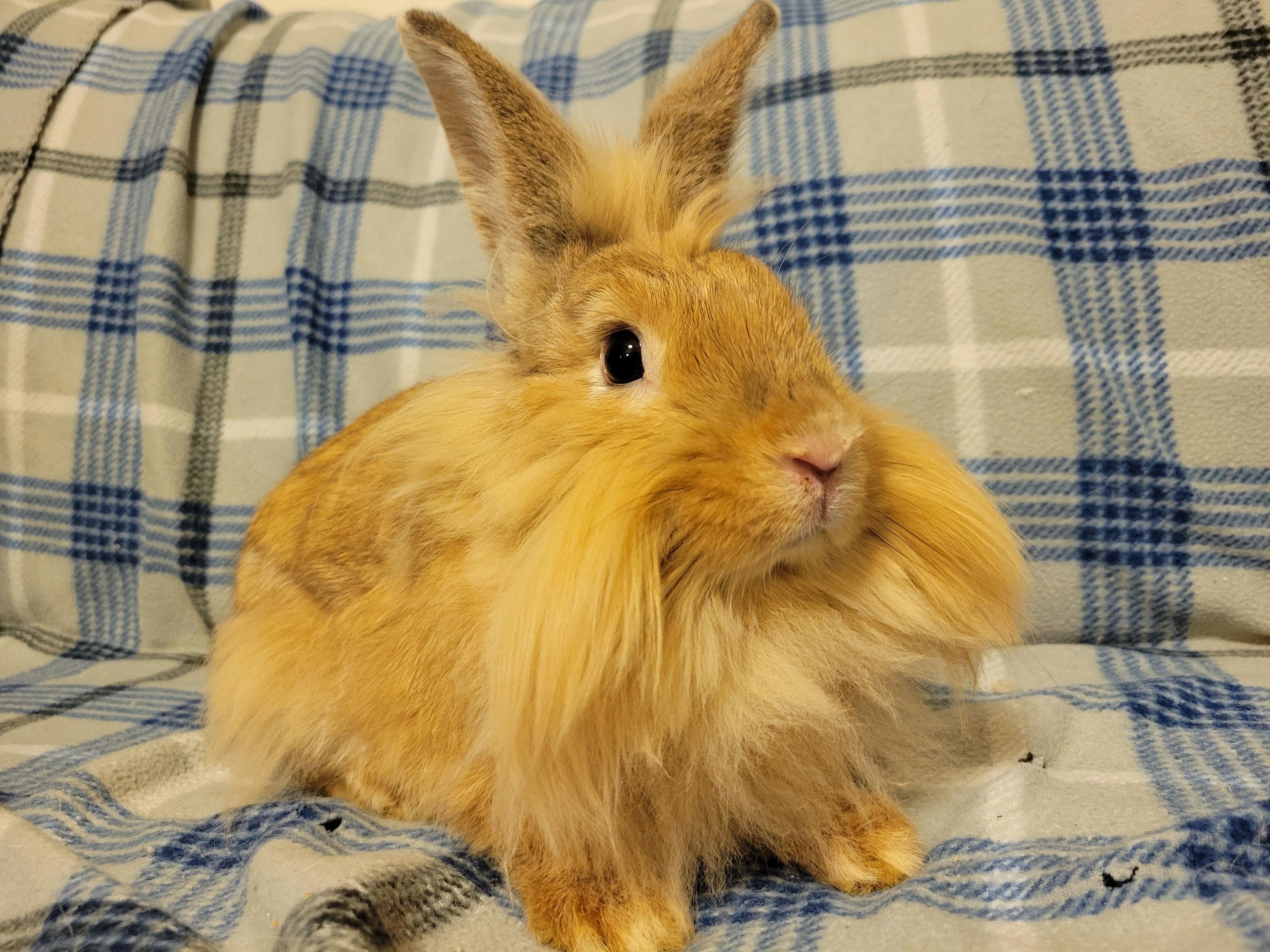 Sazerac, Young Male unknown