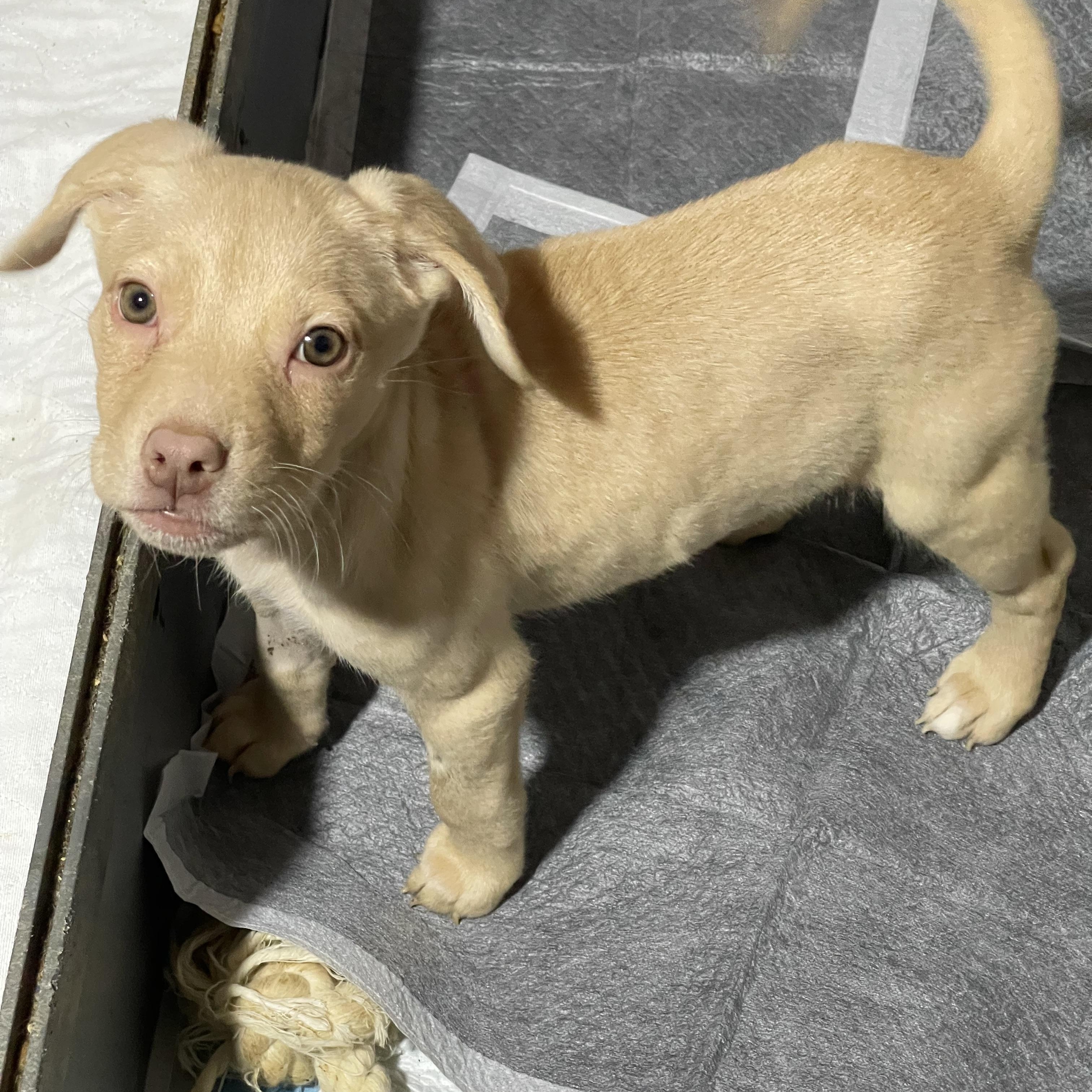 Enlarge Chance , an adopted mixed breed in Oakville, WA image 2/6