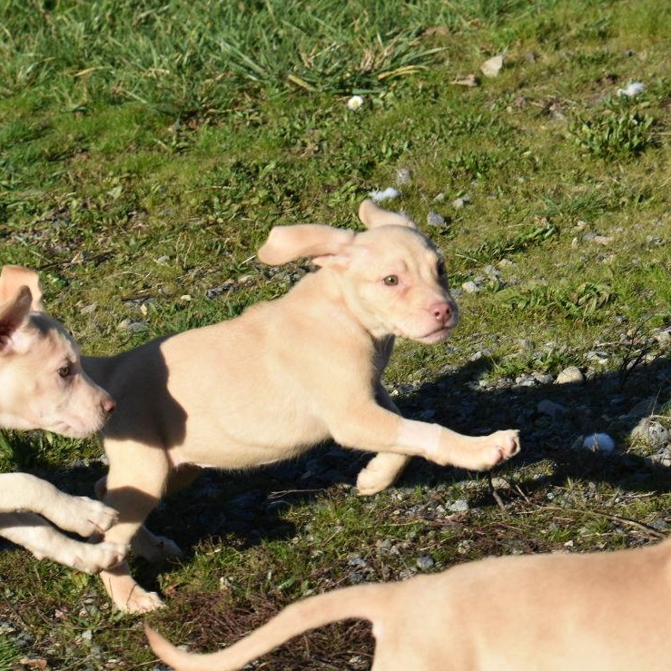 Enlarge Chance , an adopted mixed breed in Oakville, WA image 4/6
