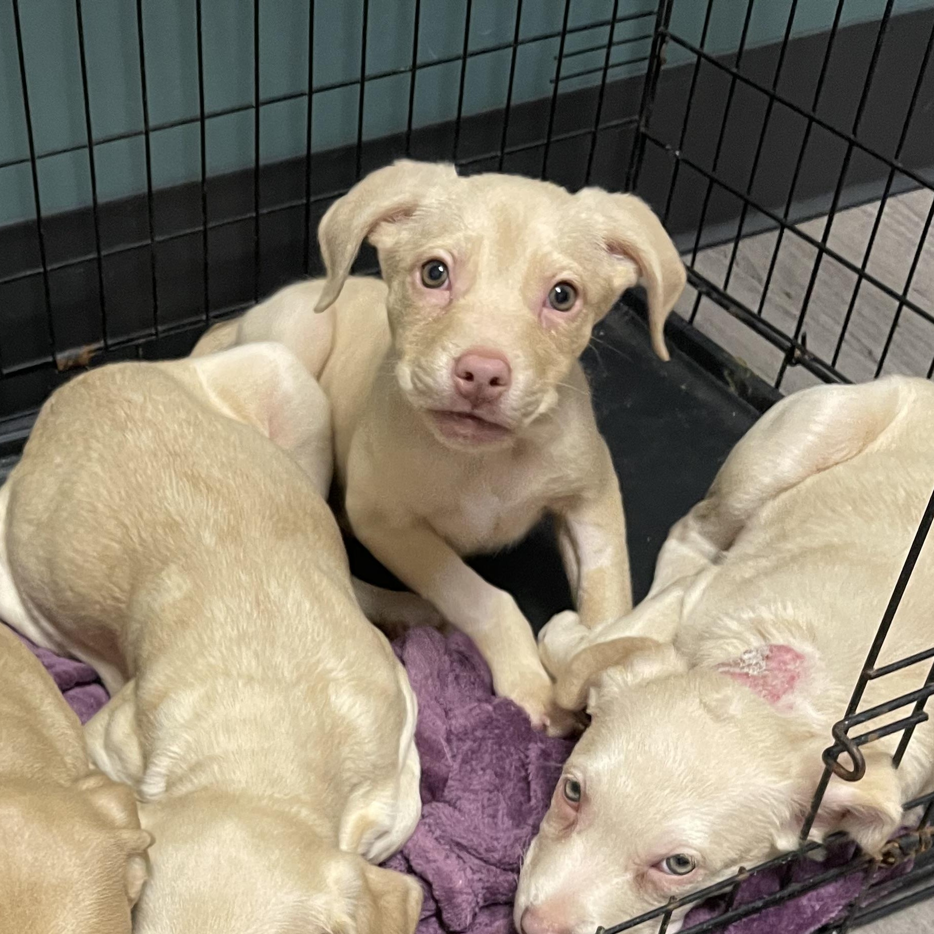 Enlarge Chance , an adopted mixed breed in Oakville, WA image 3/6