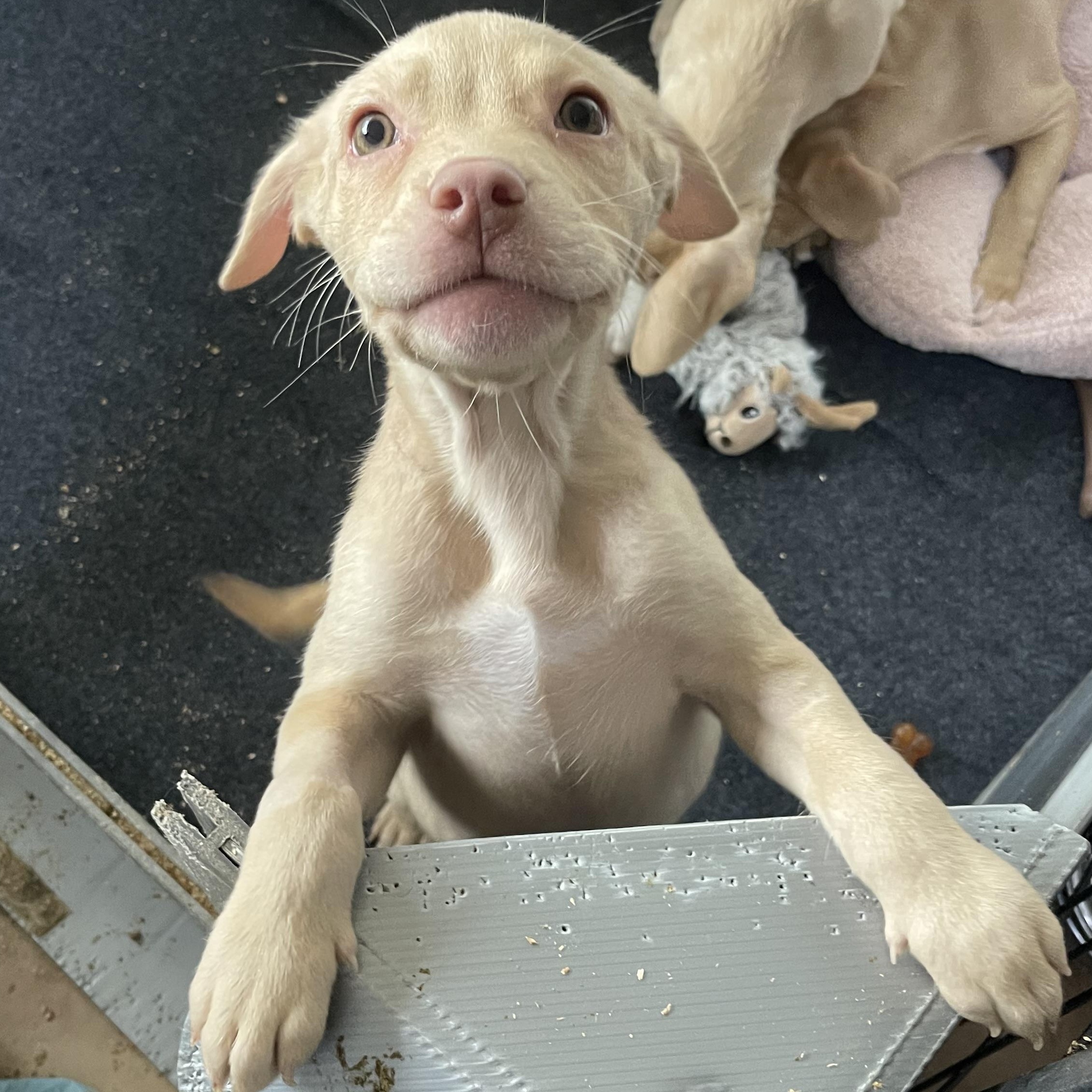 Chance , adopted, Puppy Female American Bully & Pit Bull Terrier.