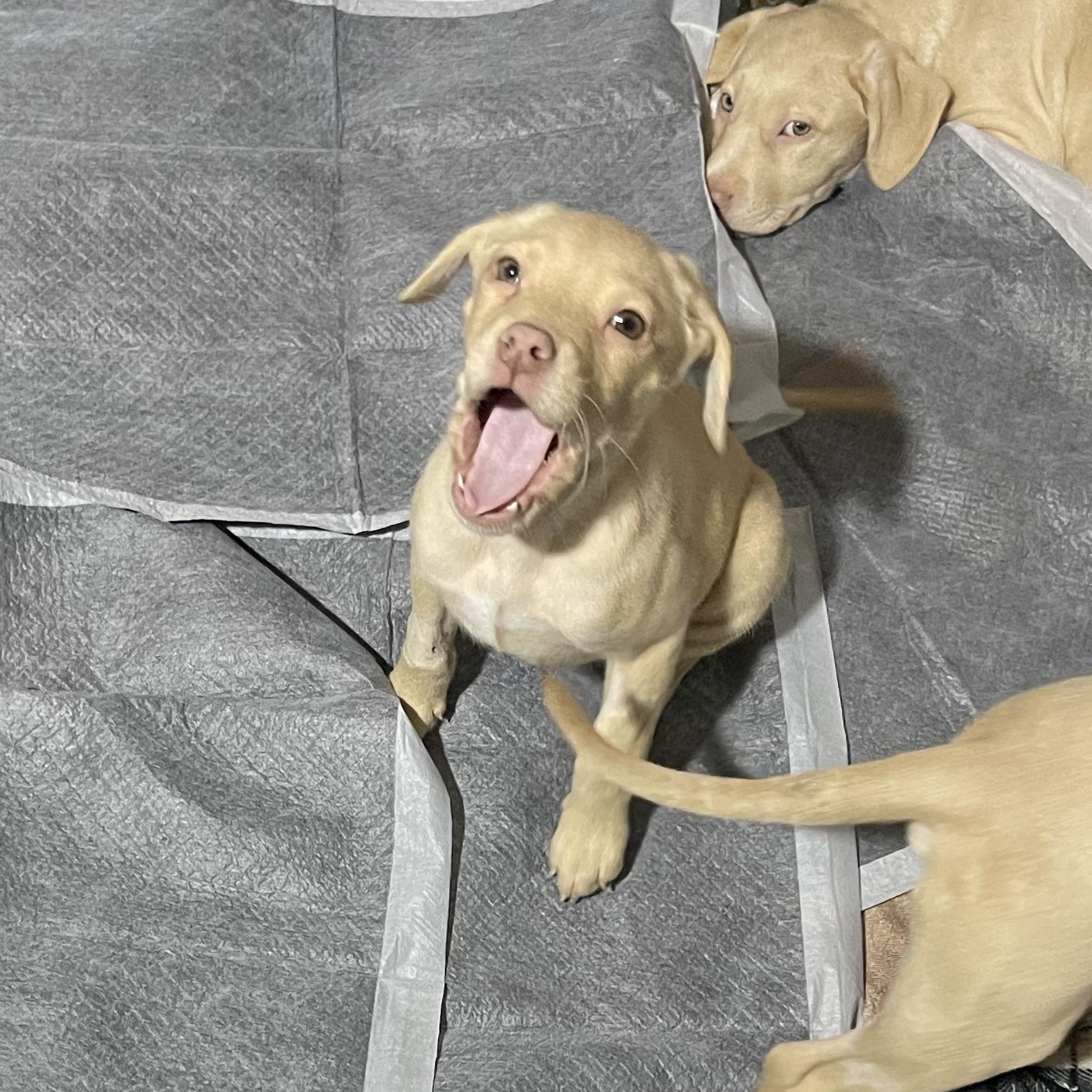 Enlarge Chance , an adopted mixed breed in Oakville, WA image 6/6