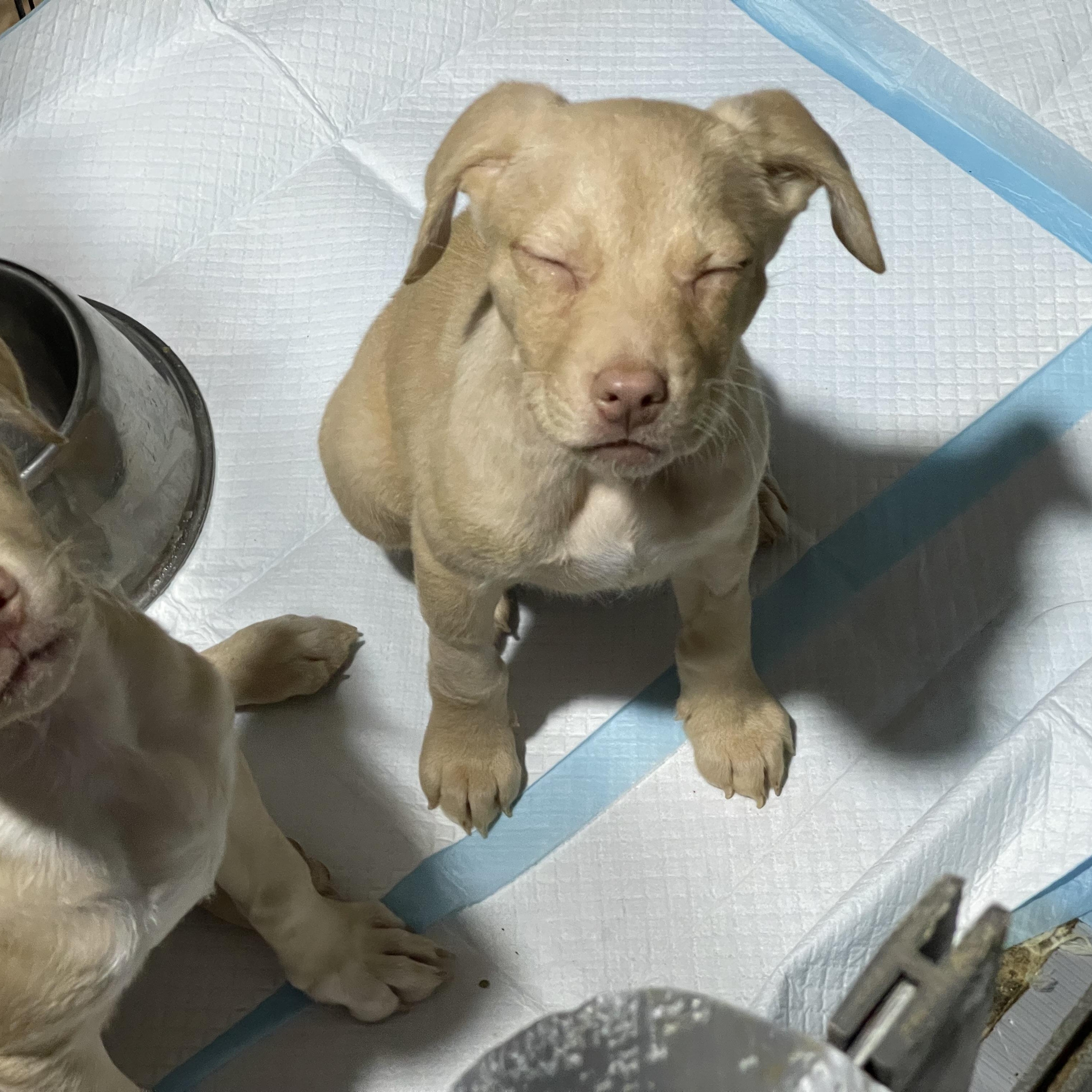 Enlarge Chance , an adopted mixed breed in Oakville, WA image 5/6