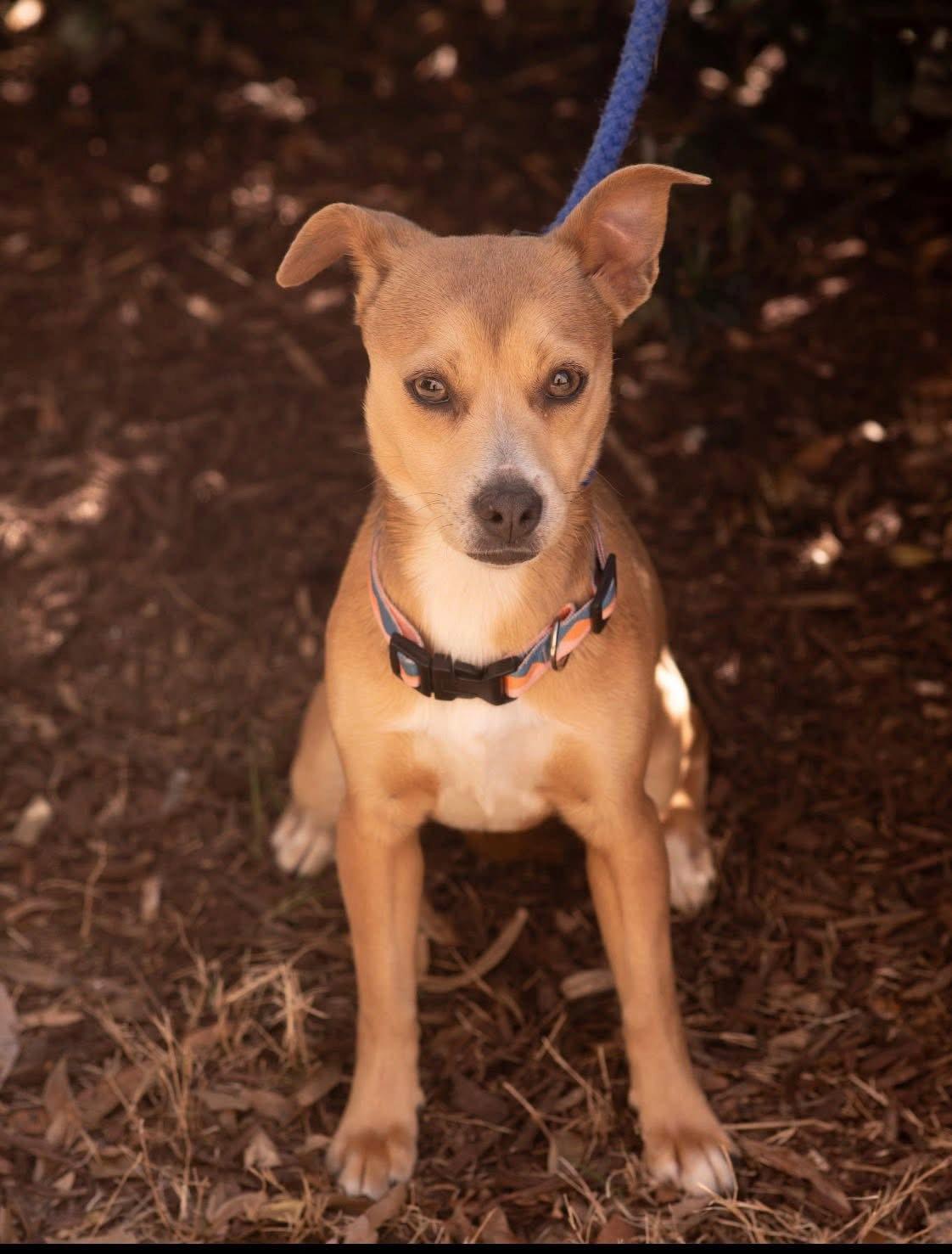 Enlarge OLIVE, a Adopted mixed breed in Tarrytown, NY image 3/3