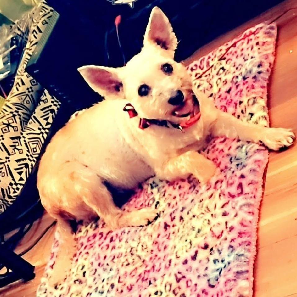 Enlarge Apalla, a Adoptable mixed breed in Corvallis, OR image 1/6