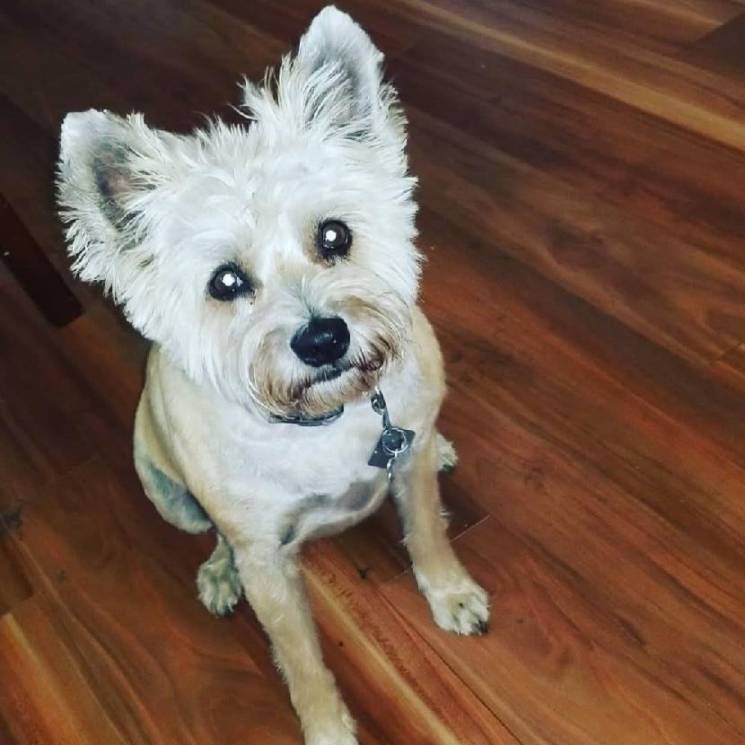 Enlarge Apalla, a Adoptable mixed breed in Corvallis, OR image 2/6