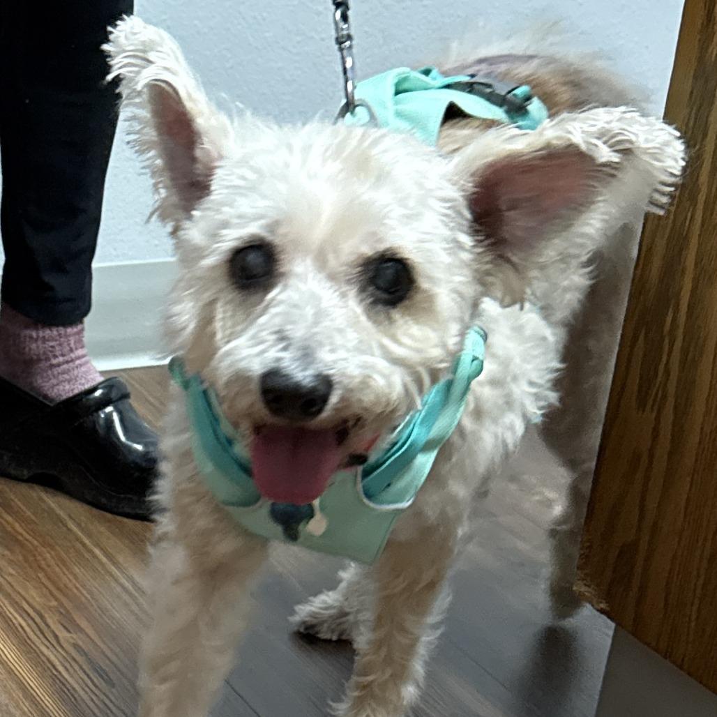 Enlarge Apalla, a Adoptable mixed breed in Corvallis, OR image 3/6