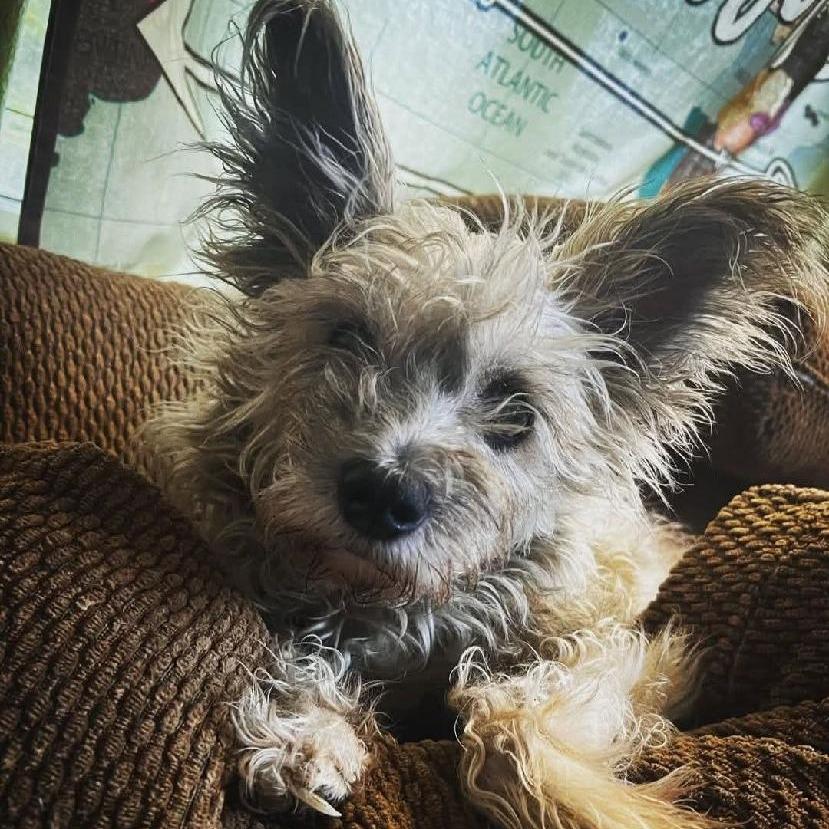 Enlarge Apalla, a Adoptable mixed breed in Corvallis, OR image 4/6