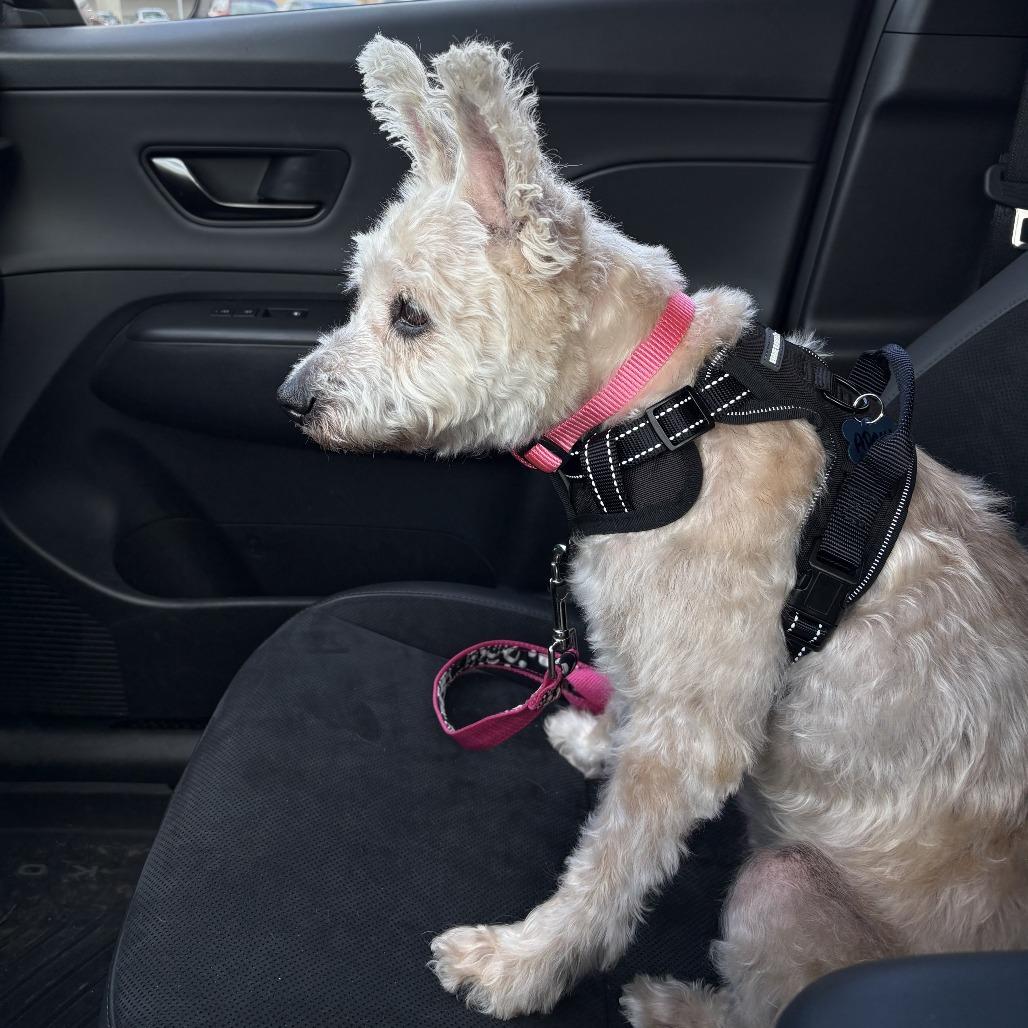 Enlarge Apalla, a Adoptable mixed breed in Corvallis, OR image 5/6