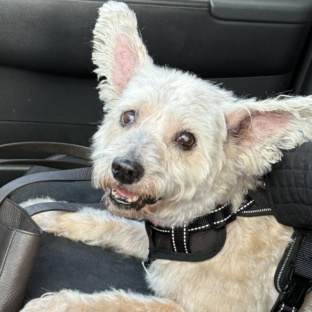 Enlarge Apalla, a Adoptable mixed breed in Corvallis, OR image 6/6