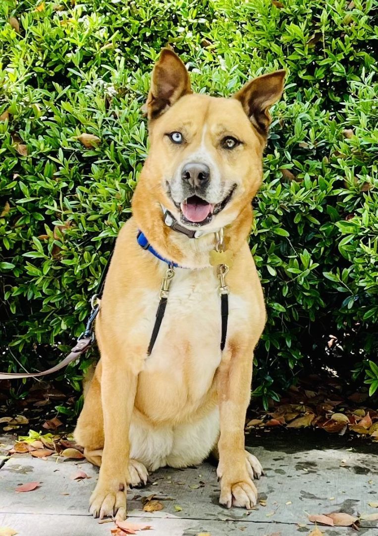 Enlarge Suki, a Adoptable mixed breed in Beverly Hills, CA image 1/4