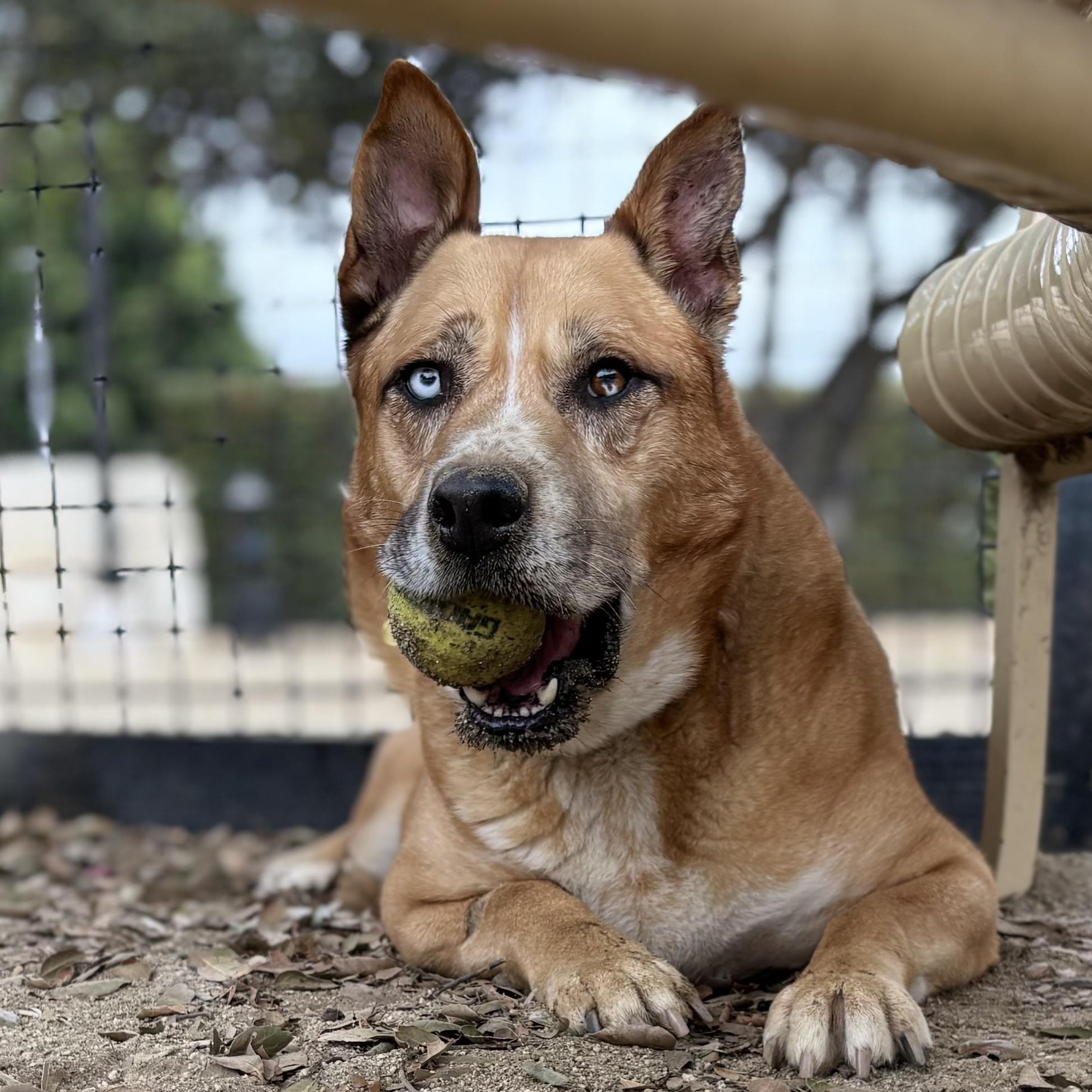 Suki, Adoptable, Adult Female Cattle Dog & Shepherd.