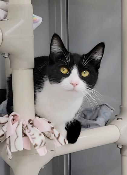 Georgia, Adoptable, Adult Female Domestic Short Hair & Domestic Short Hair.