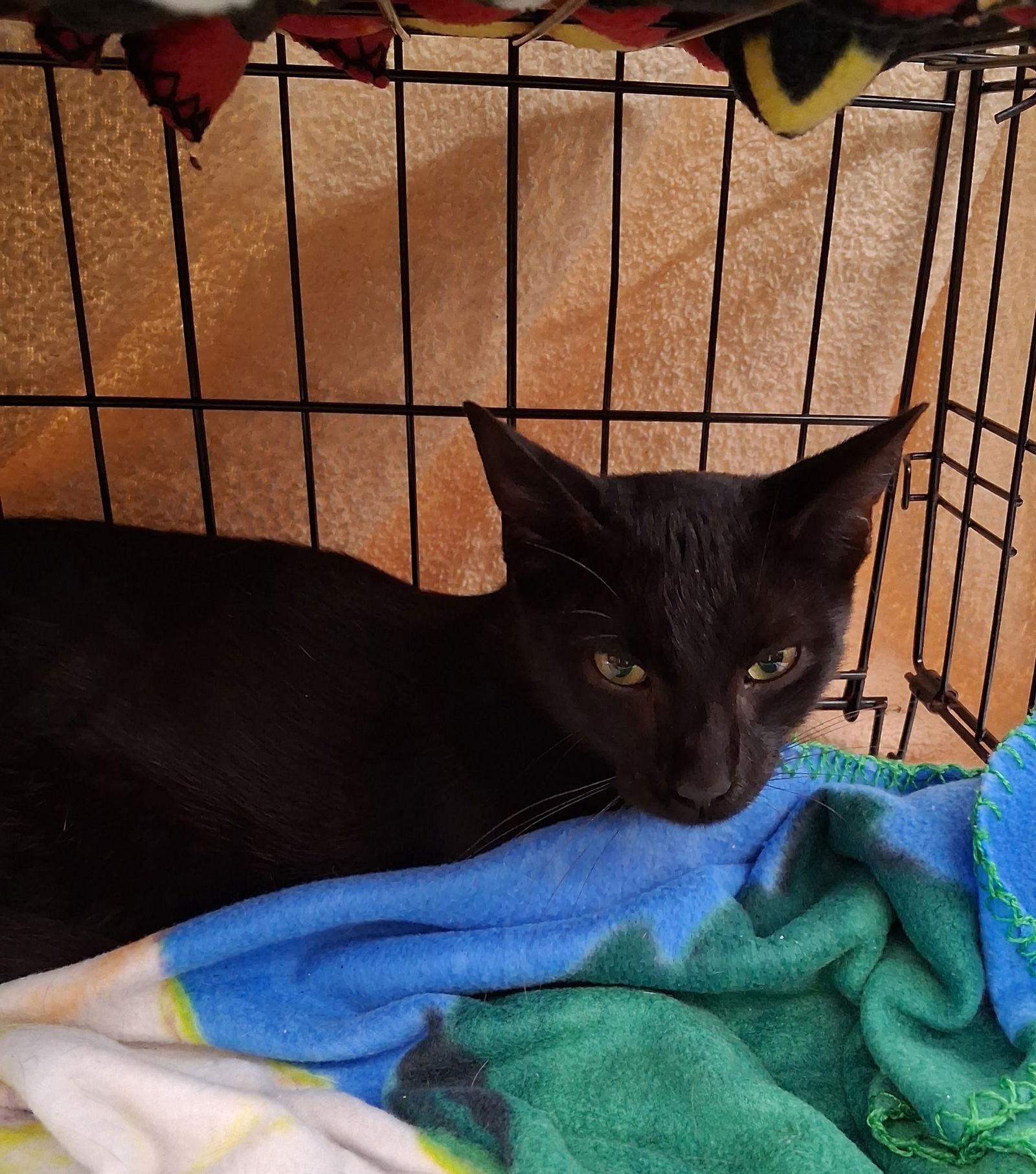 Enlarge Cammy, a Adoptable Domestic Short Hair in Land O Lakes, FL image 1/1