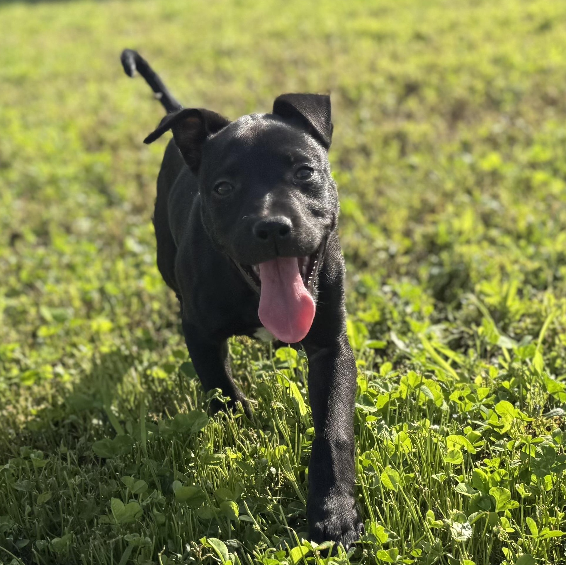 Oreo