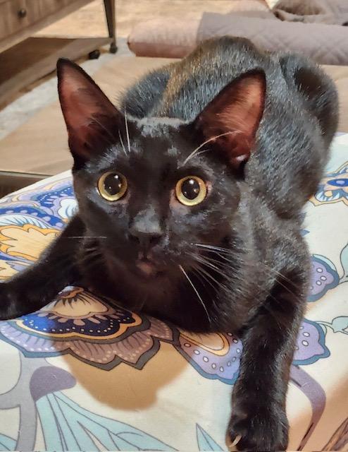 Enlarge Black Magic, a ADOPTABLE Domestic Short Hair in Camarillo, CA image 1/1