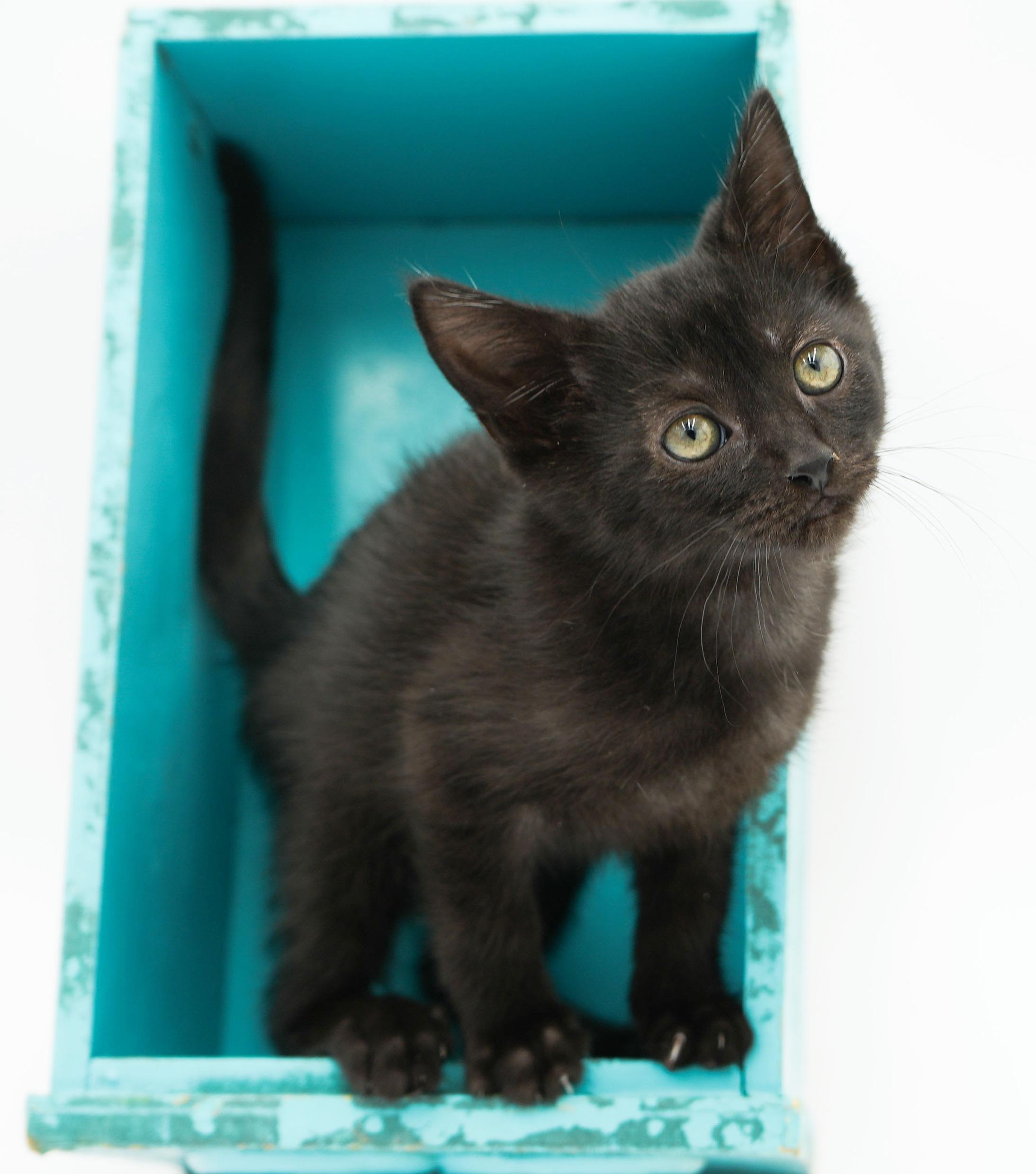 Remarkable Remi! She's THE CUTEST and sweetest! So teeny!