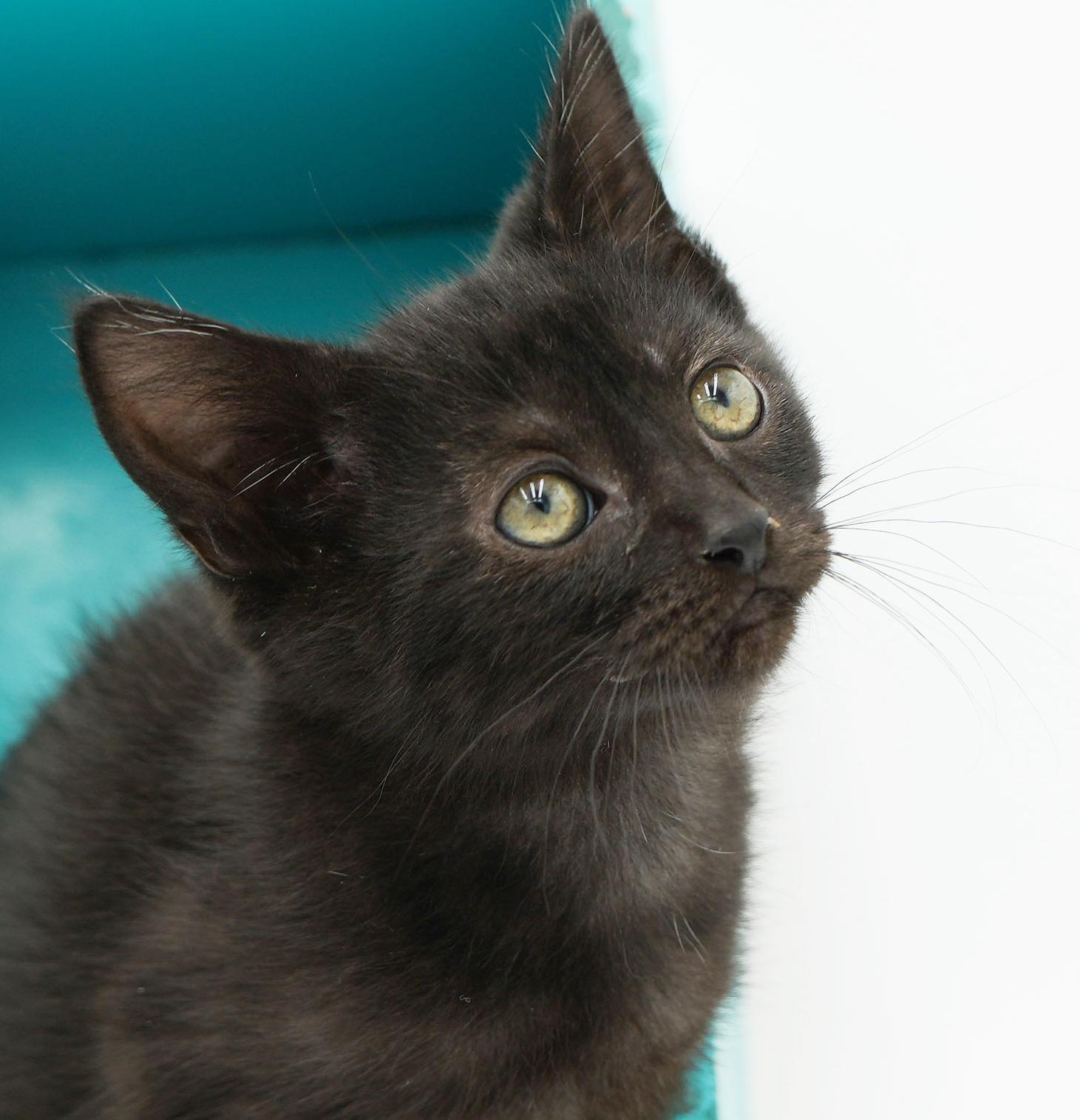 Remarkable Remi! She's THE CUTEST and sweetest! So teeny!