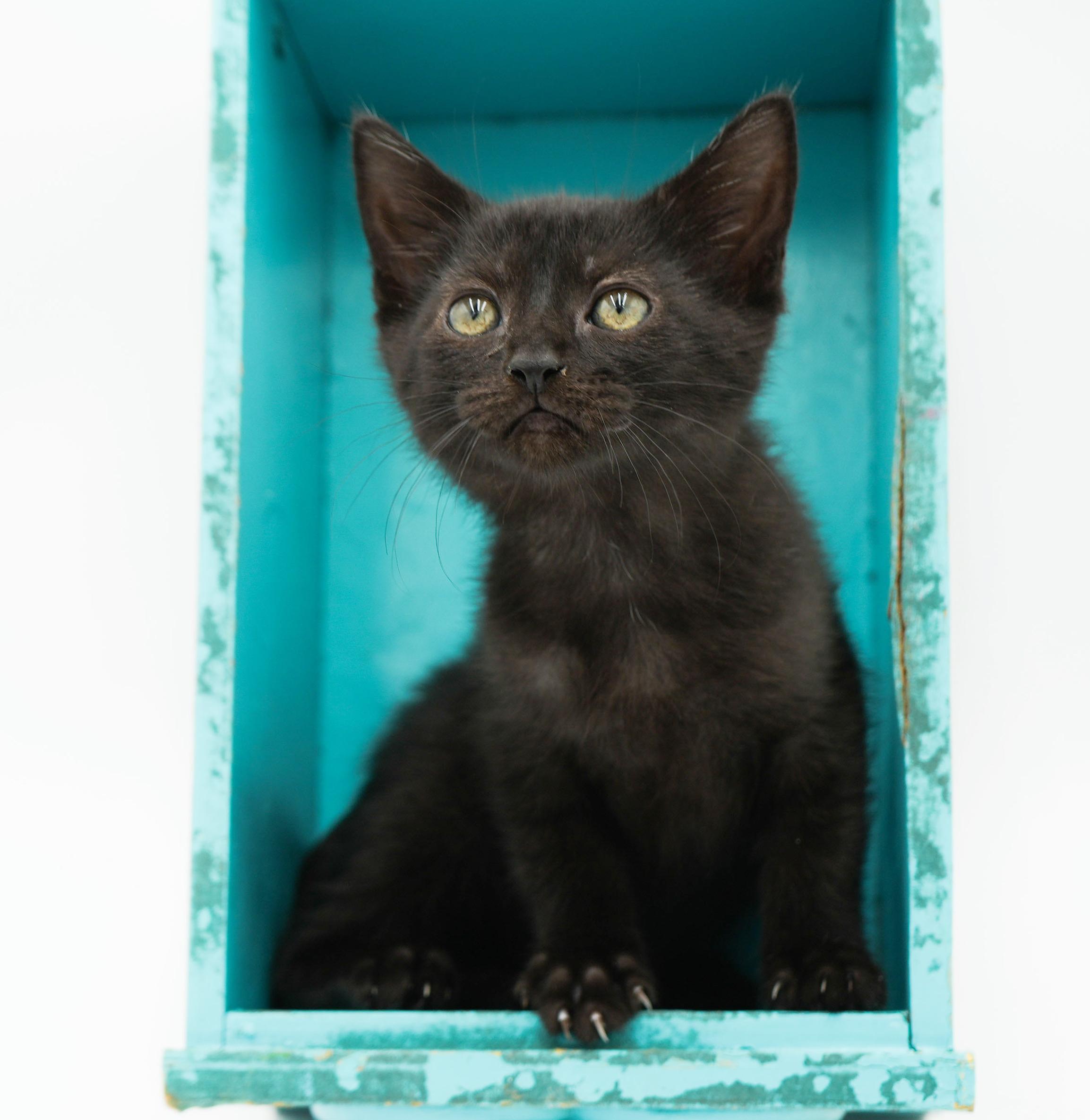 Remarkable Remi! She's THE CUTEST and sweetest! So teeny!