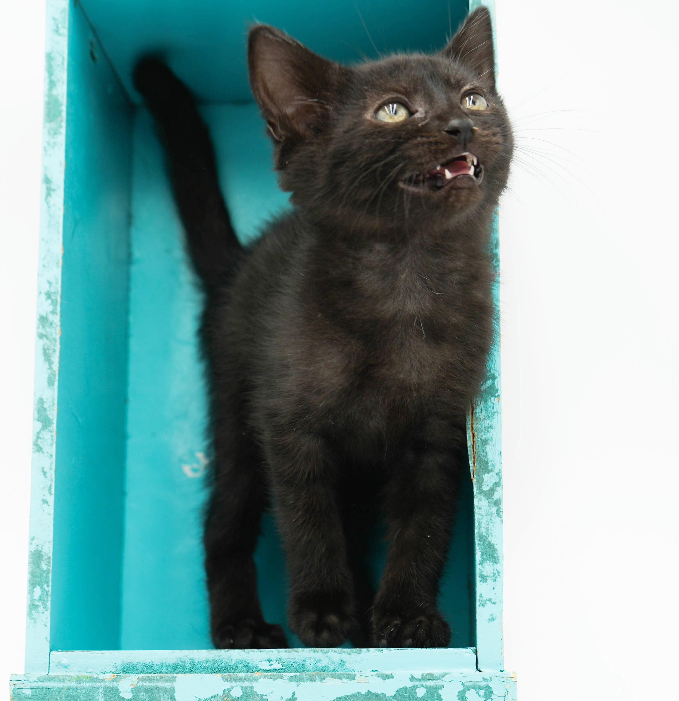 Remarkable Remi! She's THE CUTEST and sweetest! So teeny!