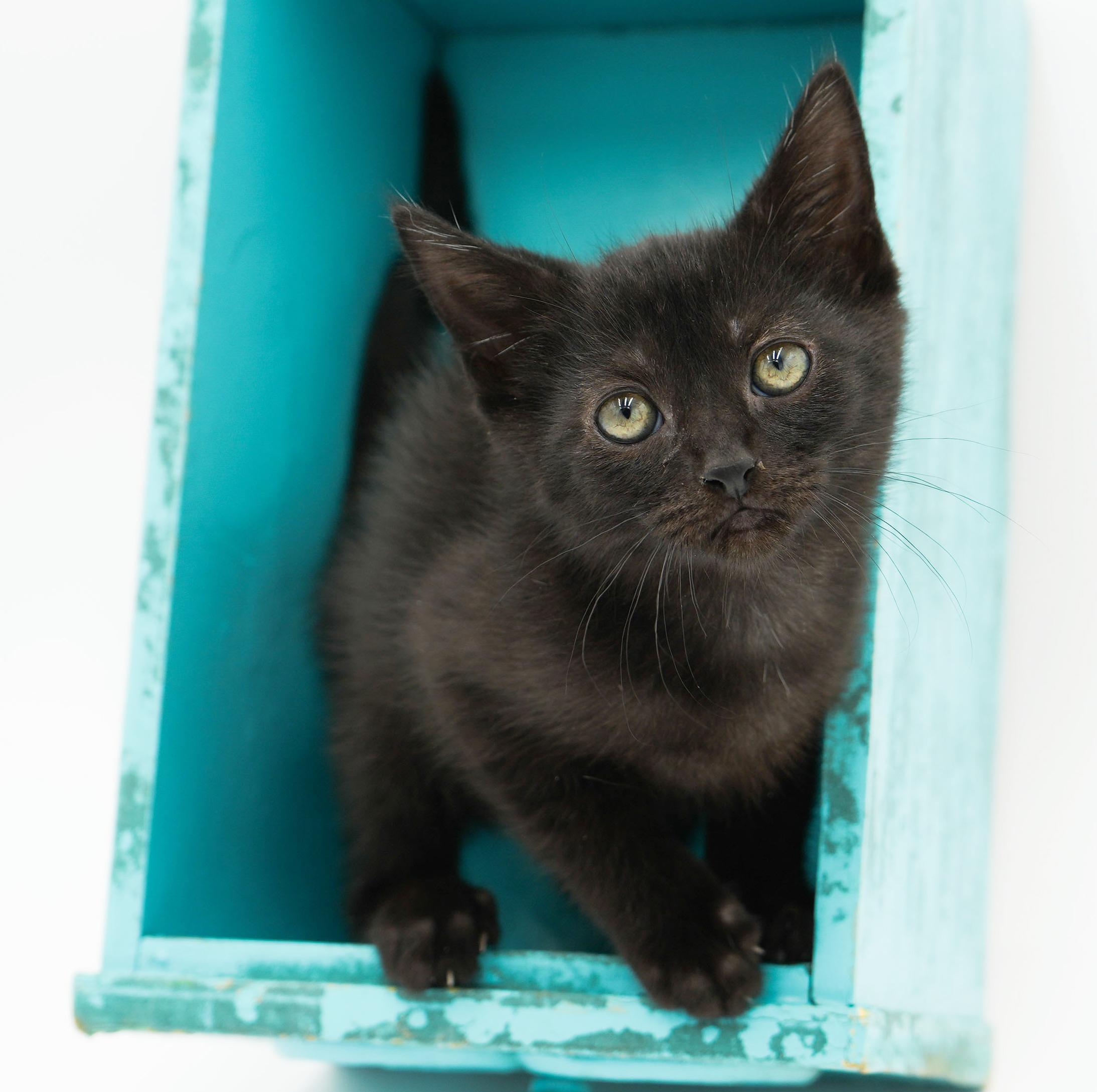 Remarkable Remi! She's THE CUTEST and sweetest! So teeny!