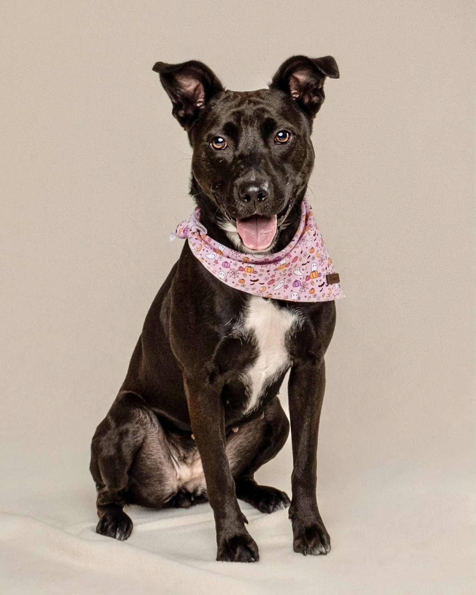 Enlarge Josie, a Adoptable mixed breed in Cleveland, OH image 2/6