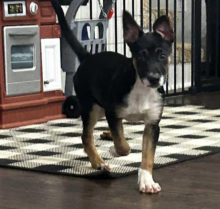 Enlarge Marley, a Adoptable Mixed Breed in Brownstown, IN image 1/3