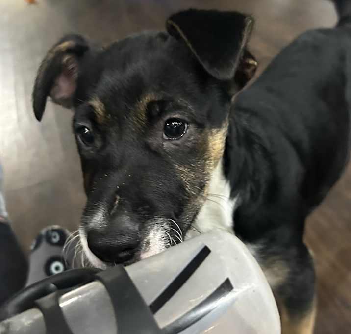 Enlarge Marley, a Adoptable Mixed Breed in Brownstown, IN image 2/3