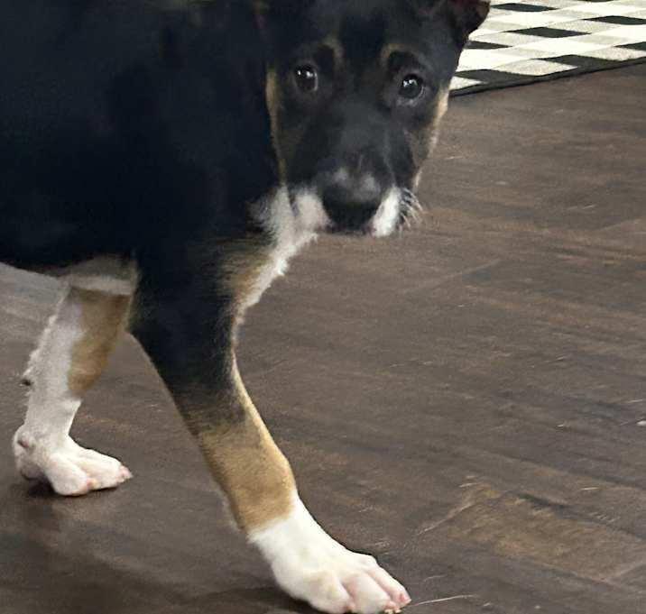 Enlarge Marley, a Adoptable Mixed Breed in Brownstown, IN image 3/3