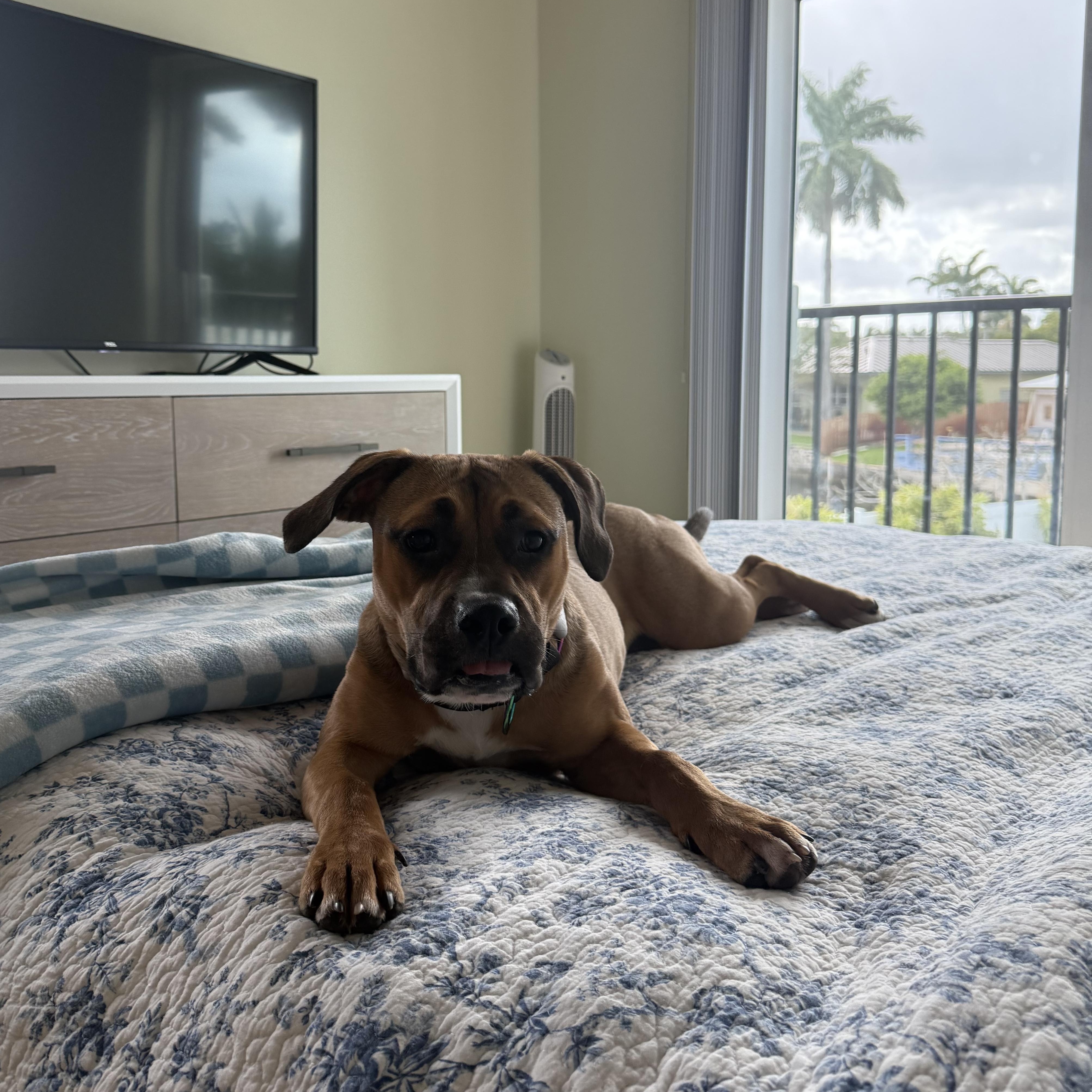 Darla