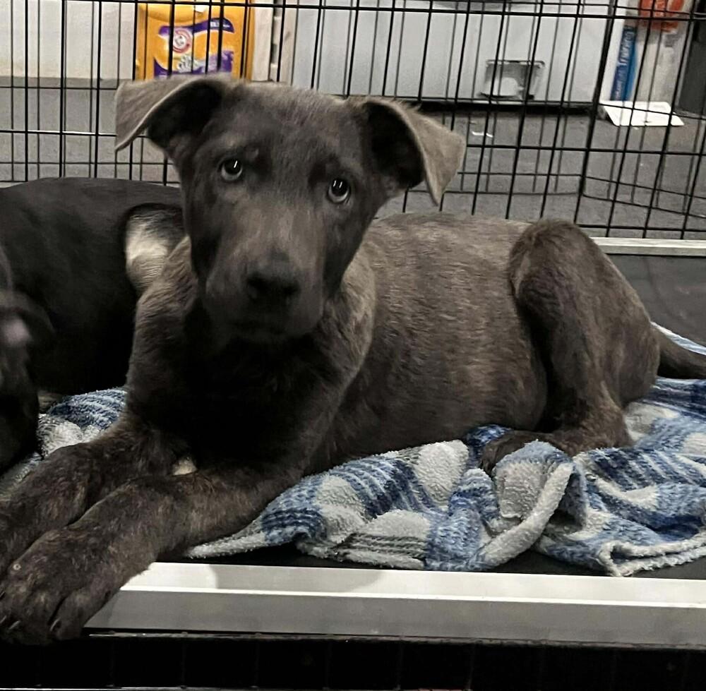 Rugrats Reptar Located In thumbnail 2