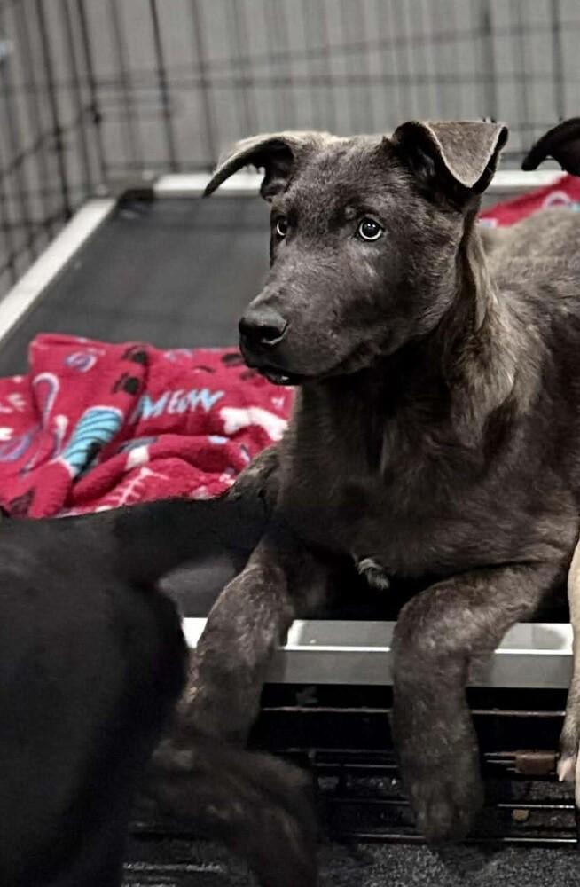 Rugrats Reptar Located In thumbnail 4