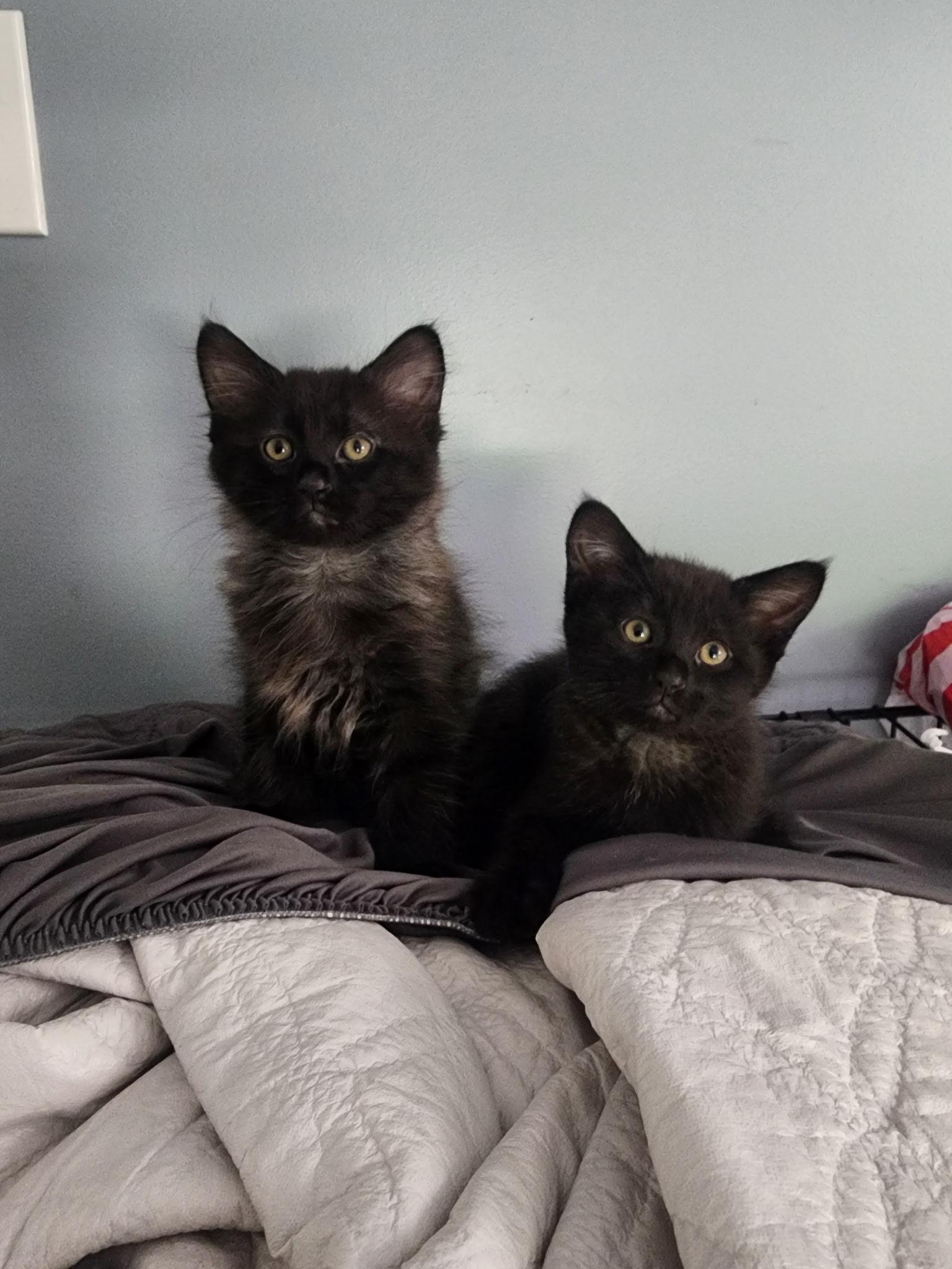 Gypsy & Rhiannon, a Adoptable Domestic Medium Hair in Crystal Lake, IL image 1/5