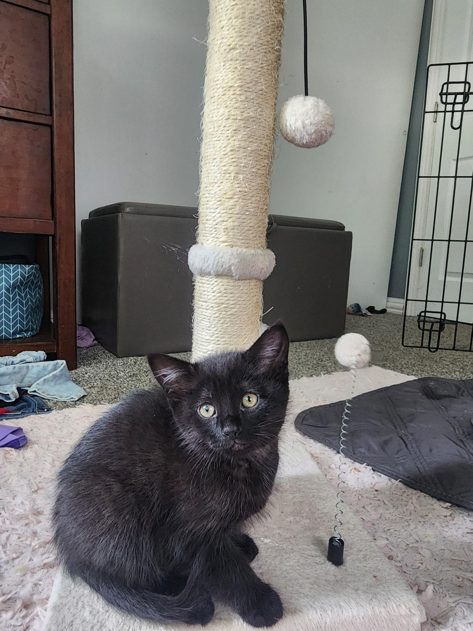 Gypsy & Rhiannon, a Adoptable Domestic Medium Hair in Crystal Lake, IL image 3/5