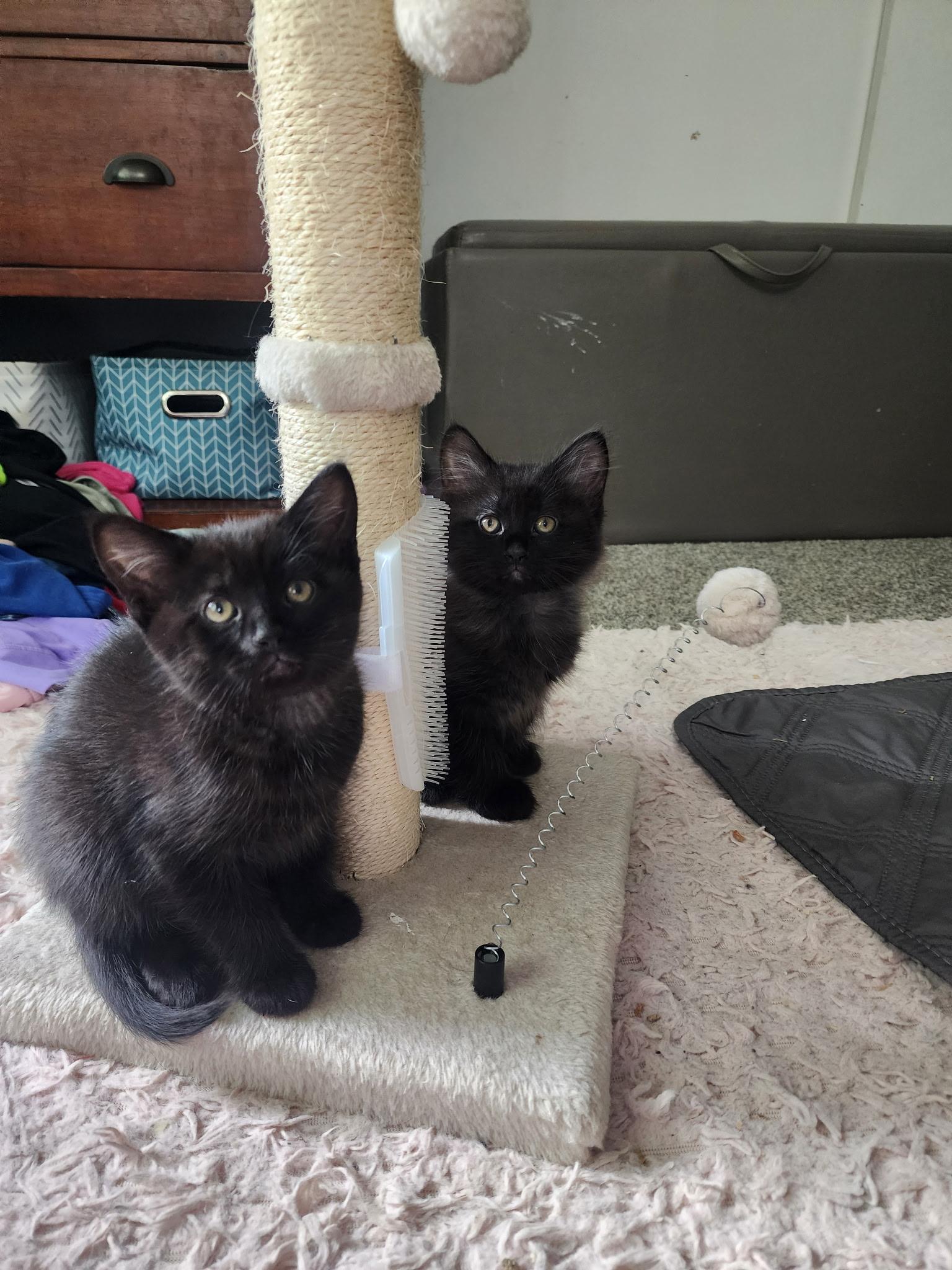Gypsy & Rhiannon, a Adoptable Domestic Medium Hair in Crystal Lake, IL image 4/5