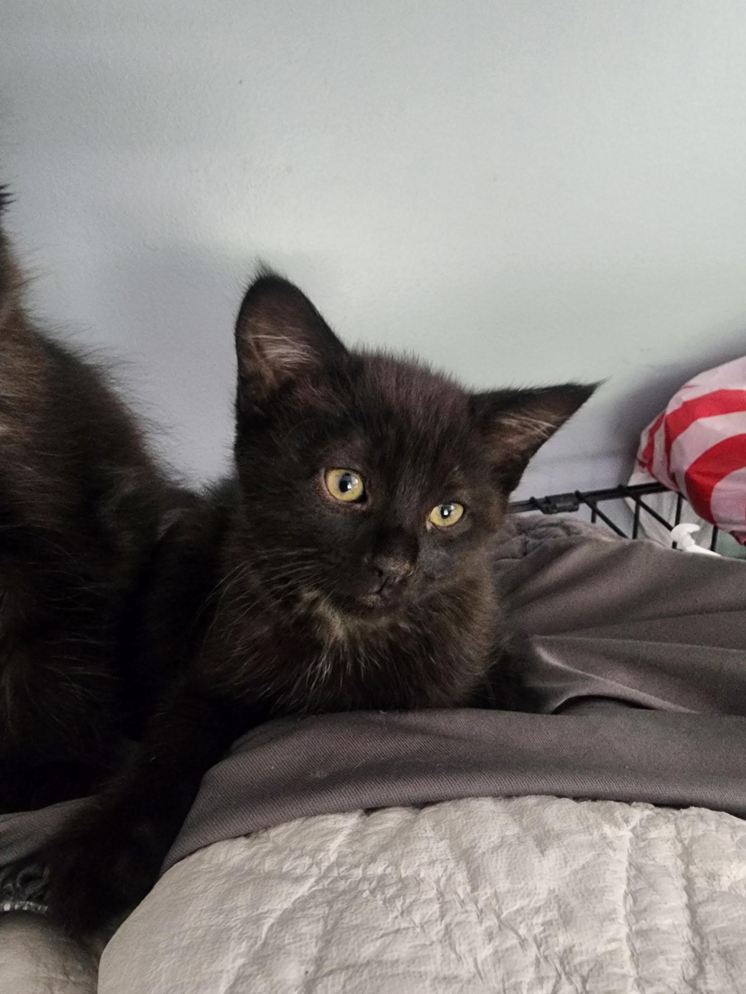 Gypsy & Rhiannon, a Adoptable Domestic Medium Hair in Crystal Lake, IL image 5/5