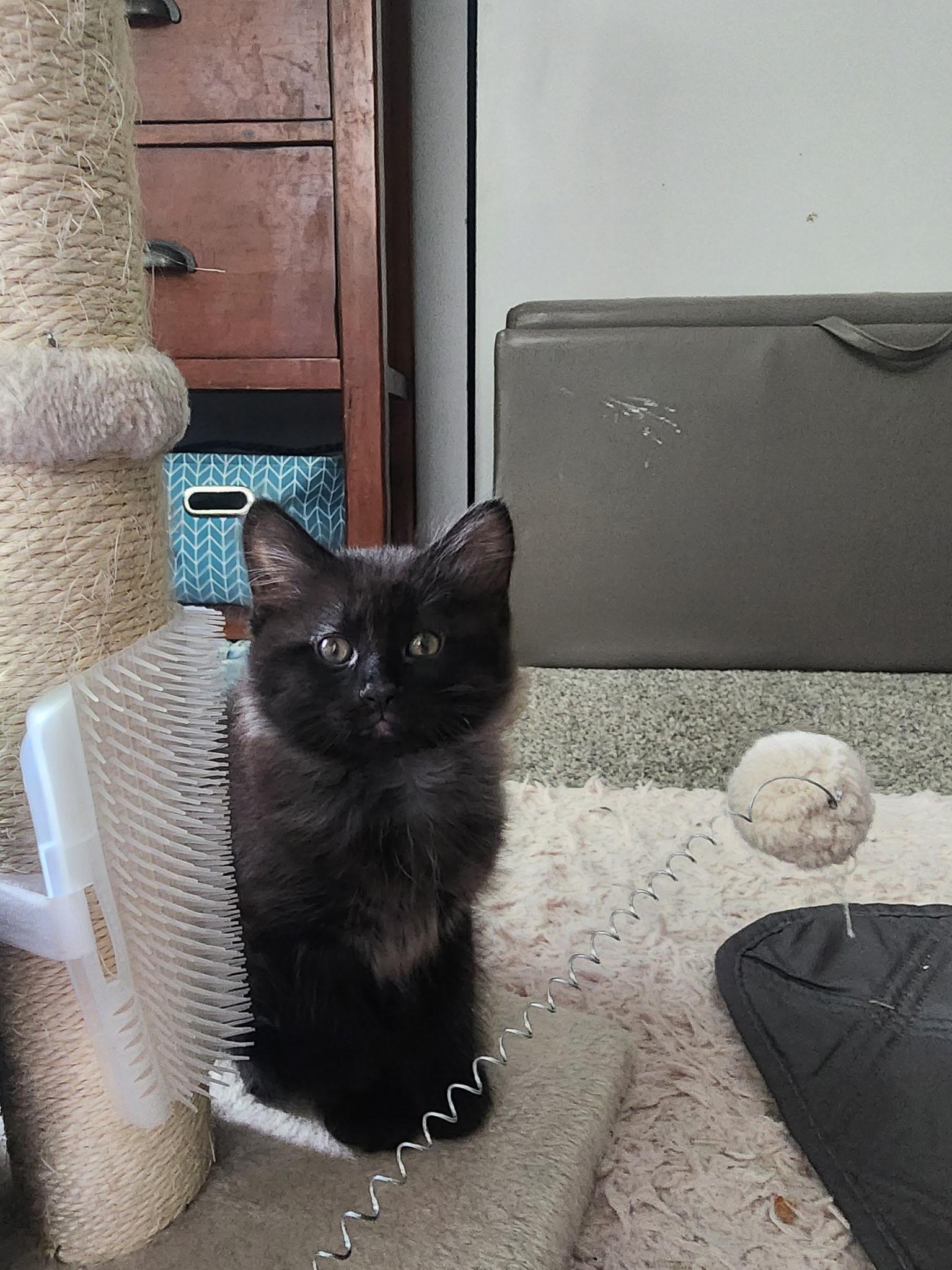 Gypsy & Rhiannon, a Adoptable Domestic Medium Hair in Crystal Lake, IL image 2/5